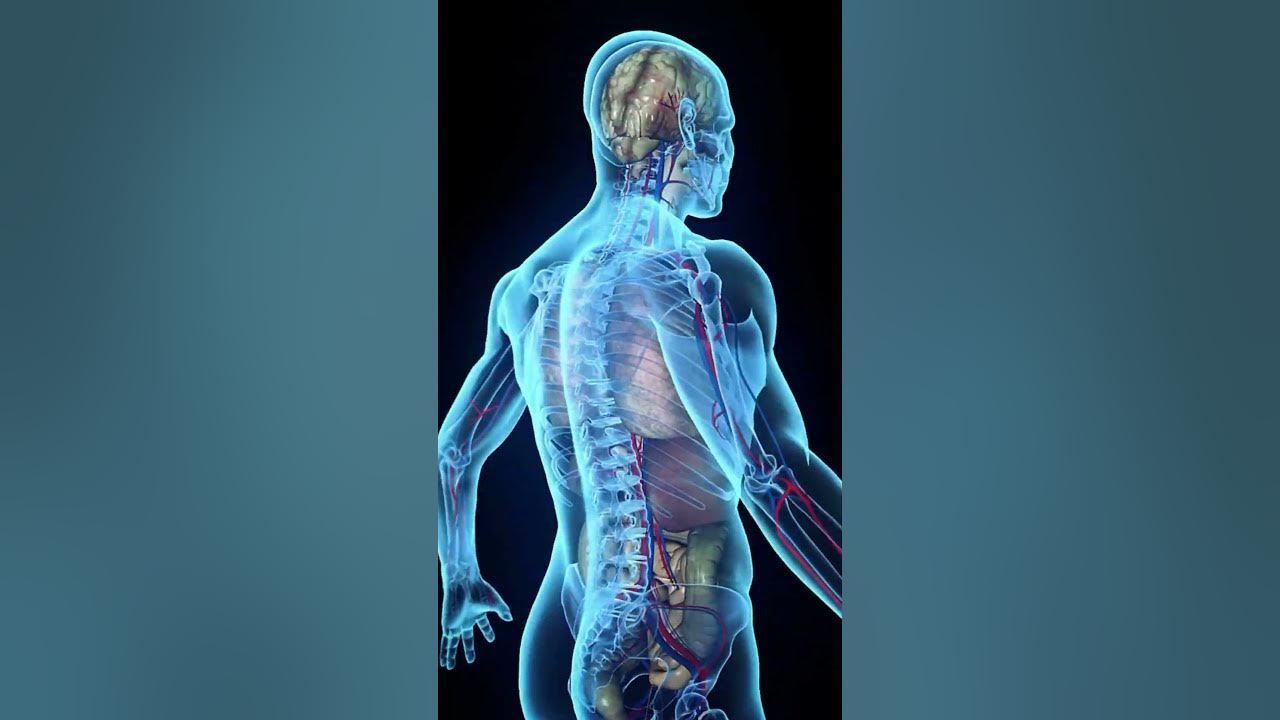 'Video thumbnail for Bananas: The Heart-Healthy Superfood! #shorts'