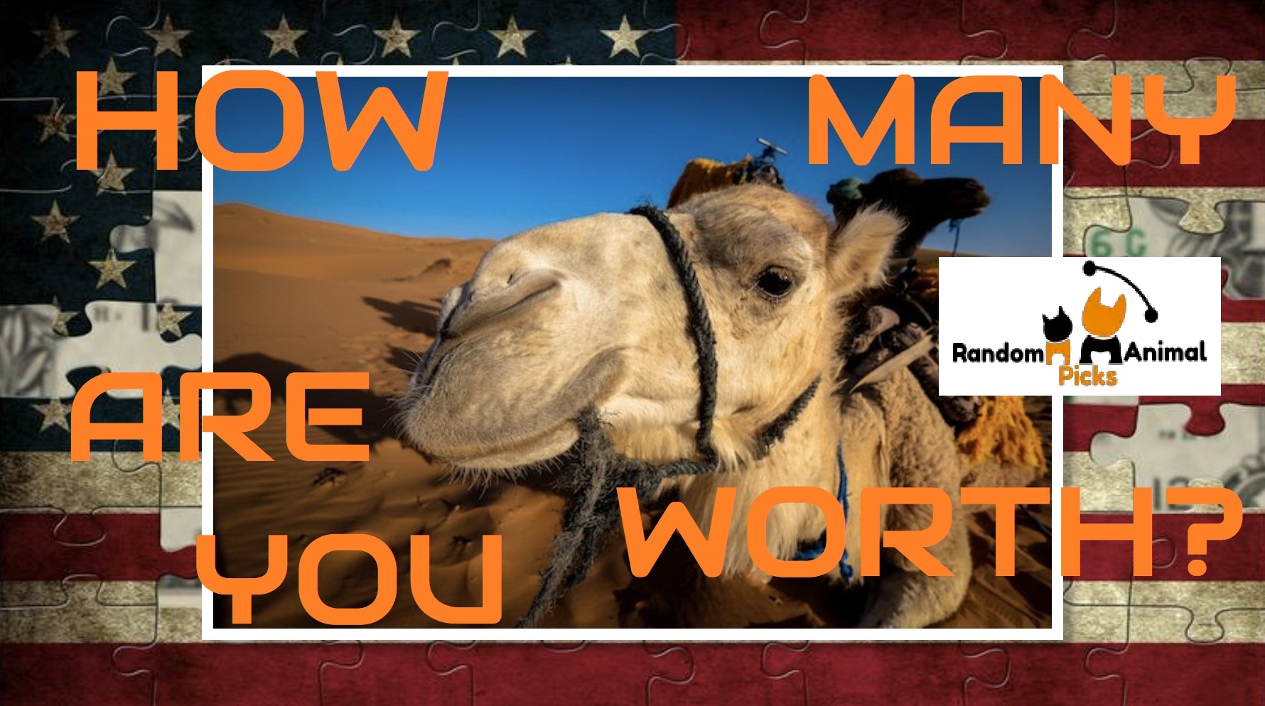 'Video thumbnail for How Many Camels Am I Worth? Video to Assess Your Camel Value! (RELEASE 2023) – Random Animal Picks'