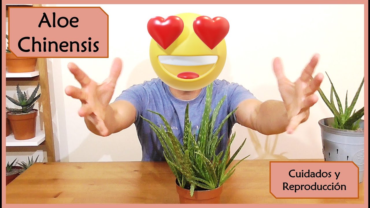 Video thumbnail for Aloe Chinensis Cuidados y Reproducción