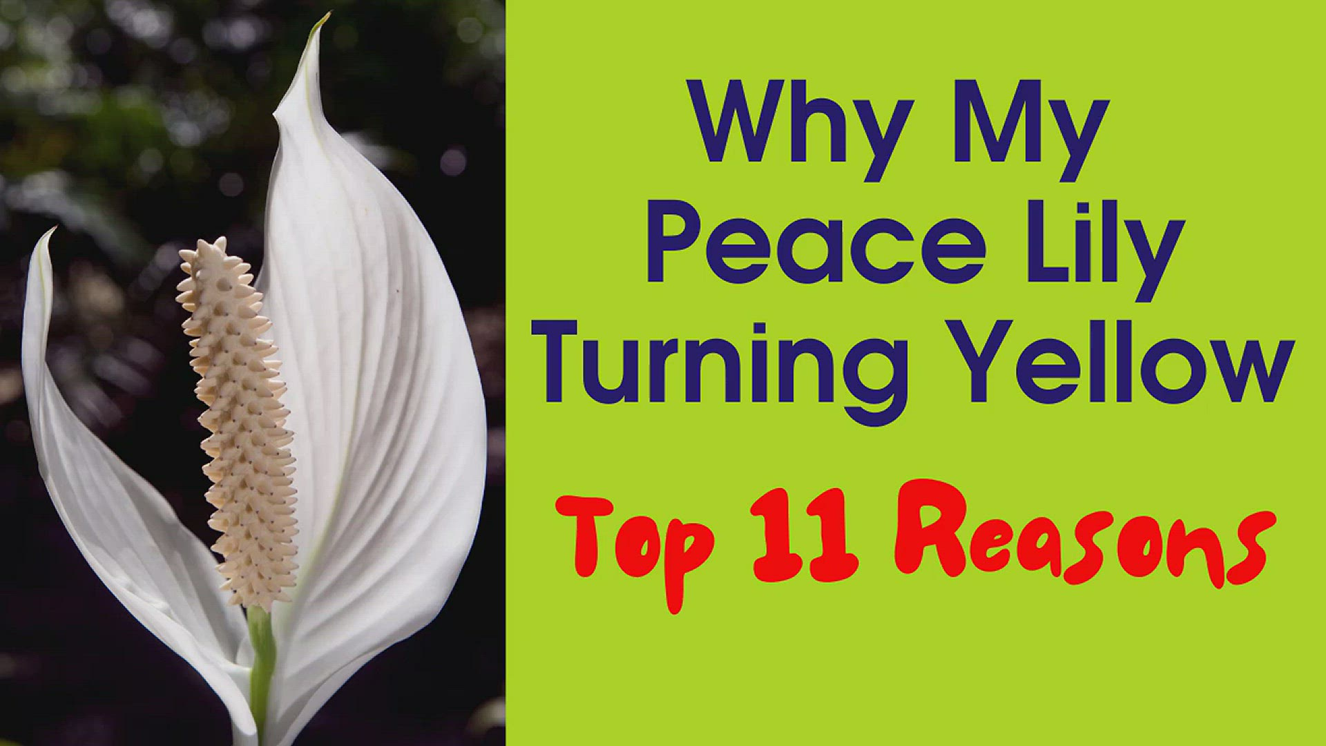 Video thumbnail for Peace Lily Yellow Leaves, Dropping, Curling Down _ Brown Spots On Leaves _ Spathiphyllum Care