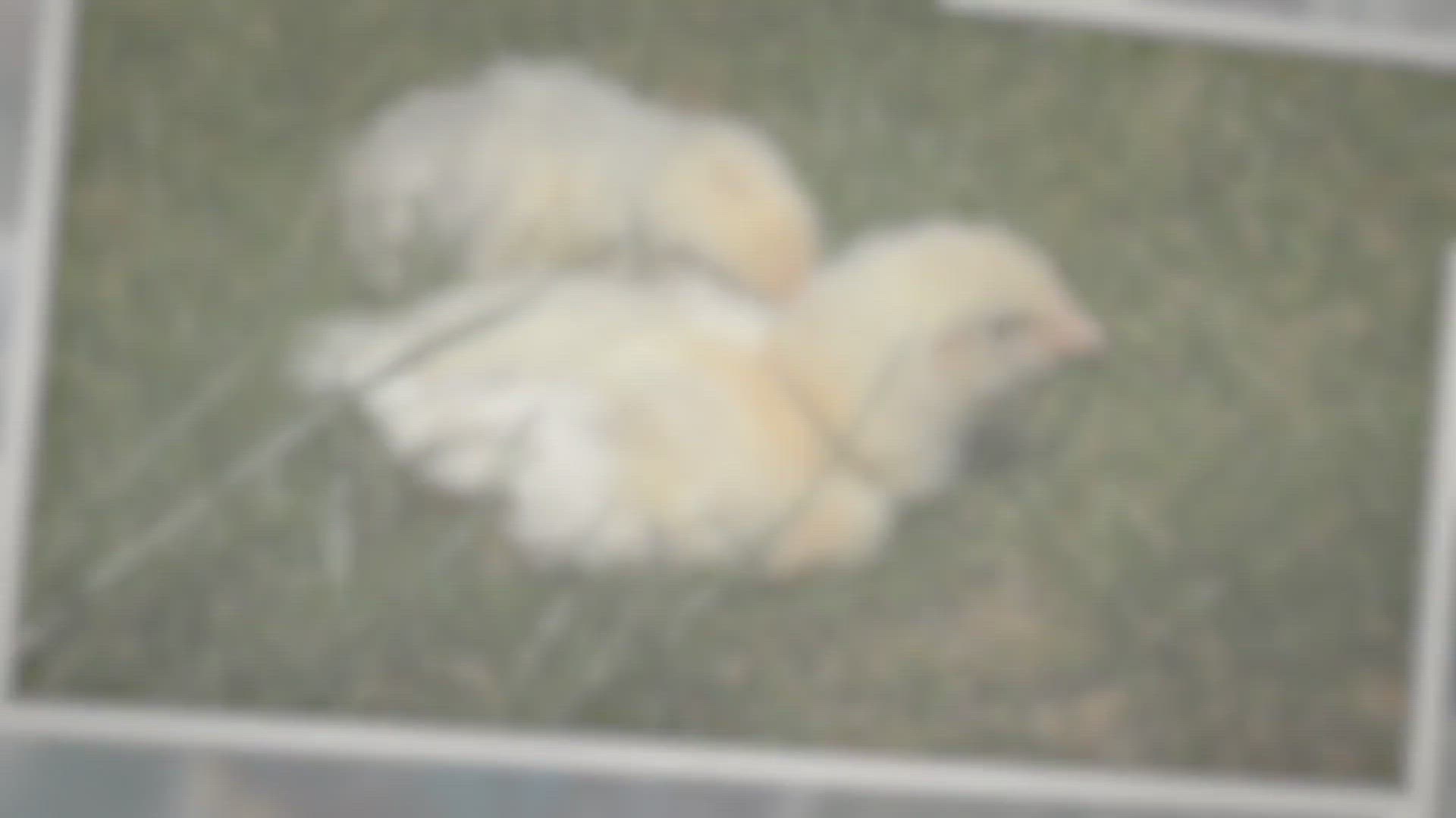 'Video thumbnail for How Long Do Chicks Need A Heat Lamp? Guide With Pictures'