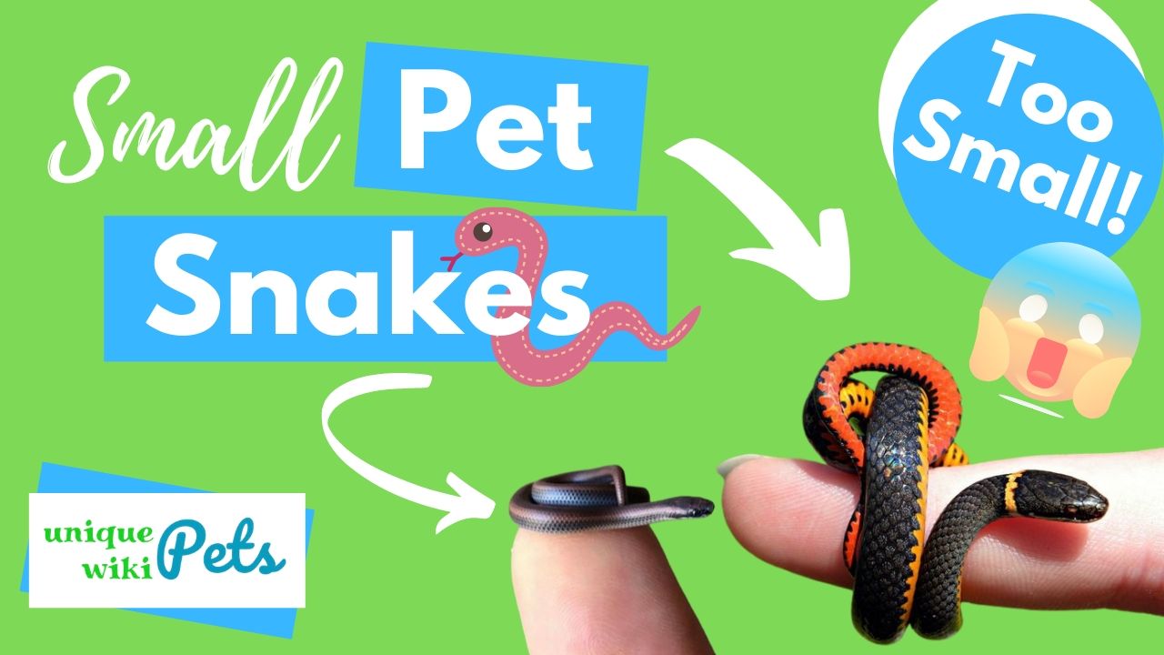 'Video thumbnail for Small pet snakes'