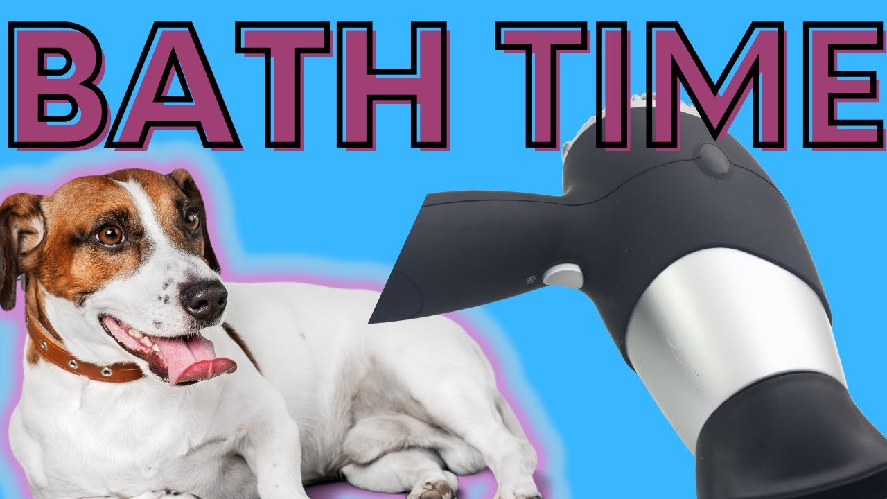 Video thumbnail for It's Time For A Bath For Luna The Jack Russell Terrier (Luna Reacts To The Blow Dryer)!