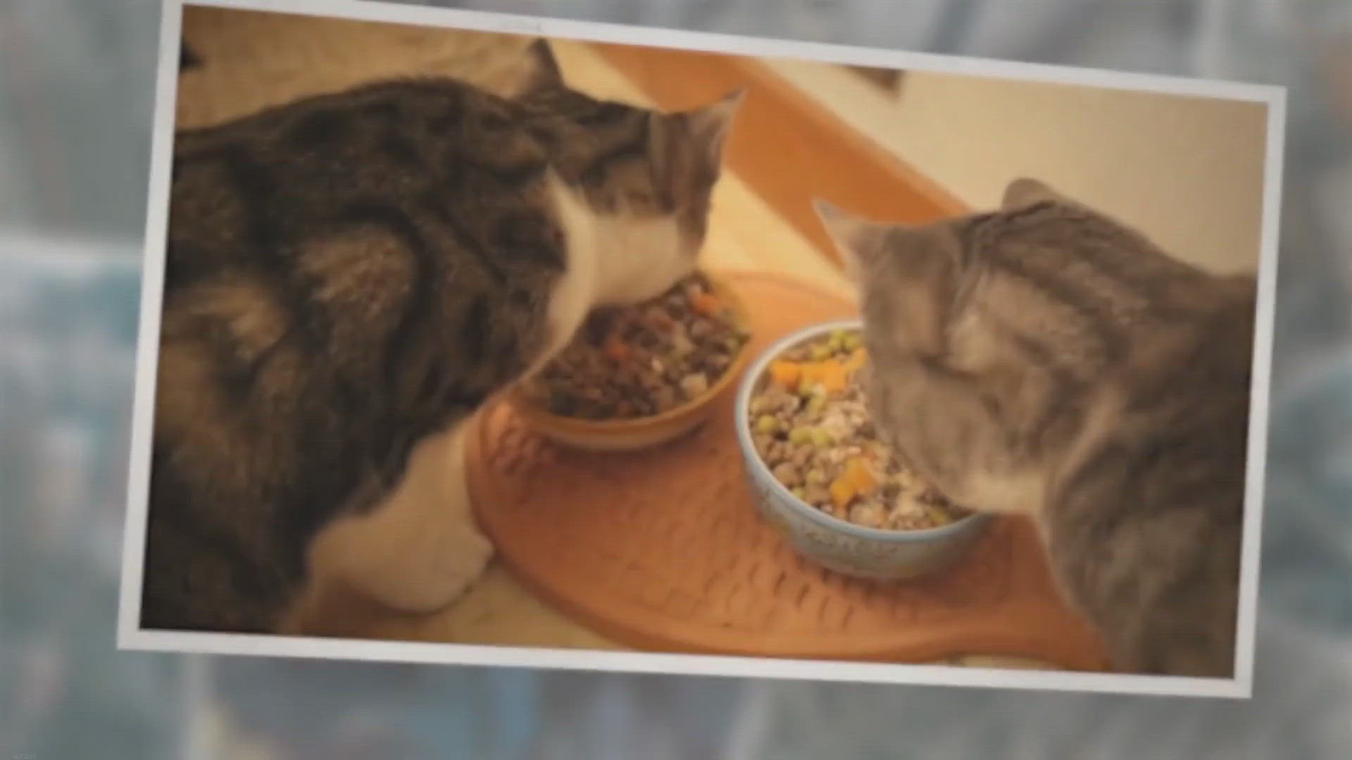 Video thumbnail for 🐱 [8 Steps] HOW To KEEP Cats From EATING EACH OTHER’S FOOD