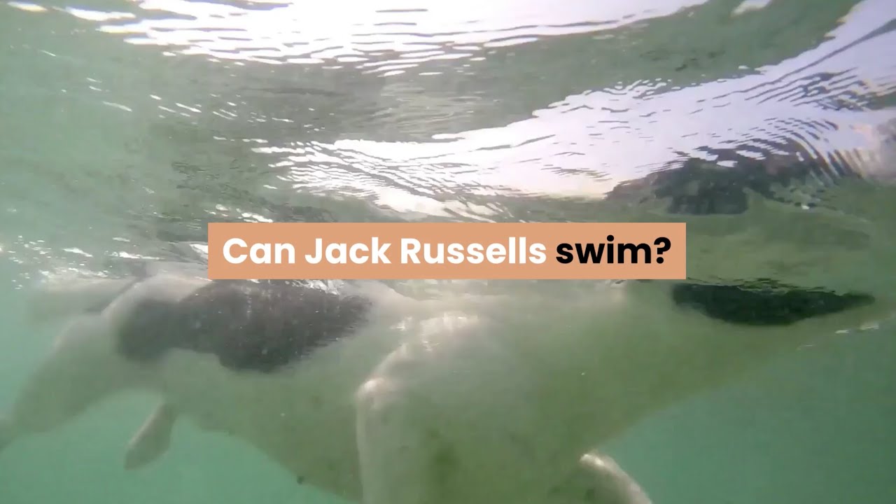 Video thumbnail for Can Jack Russells Swim?