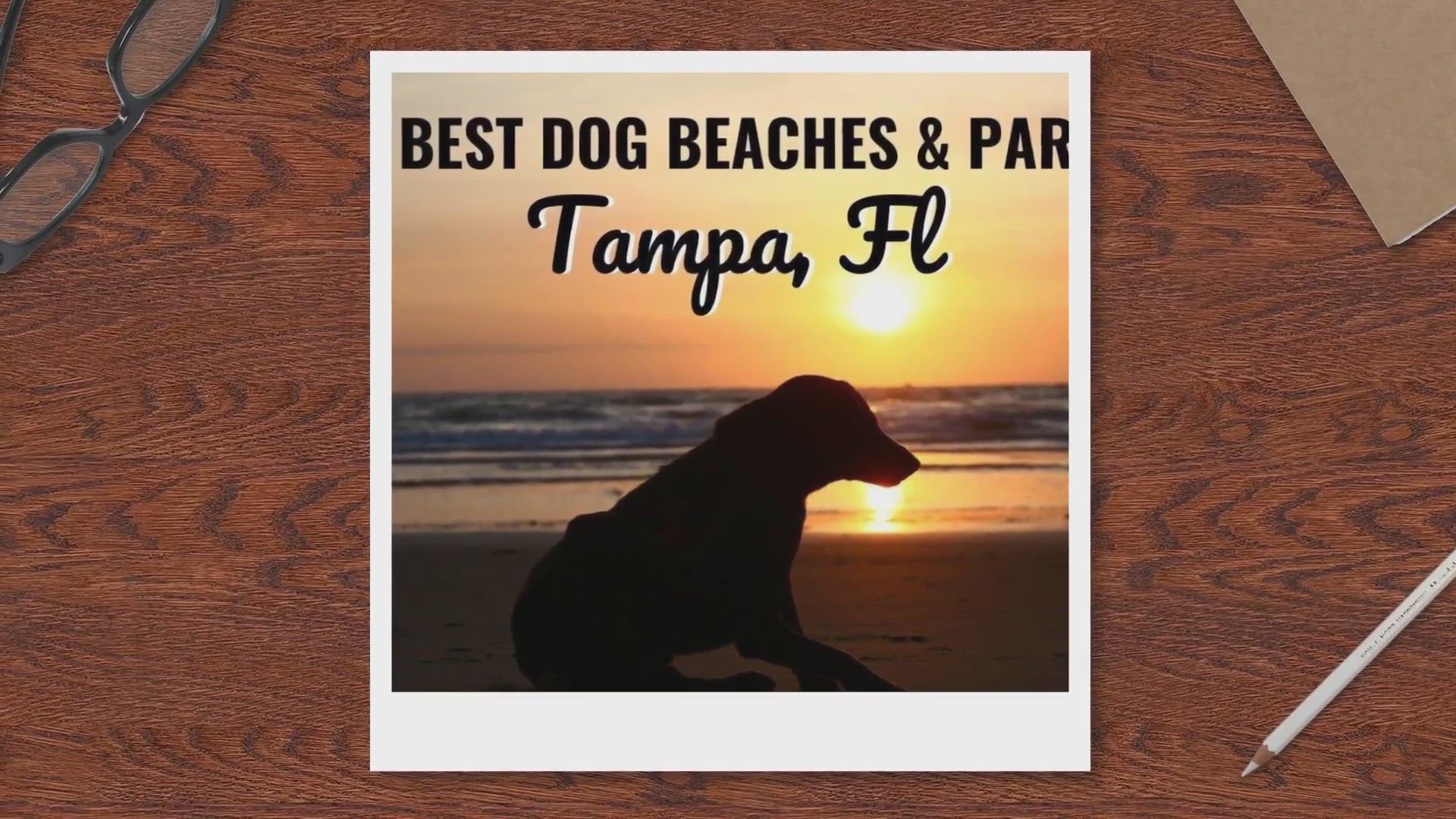 Video thumbnail for 10 Best Dog Beaches in Tampa, FL