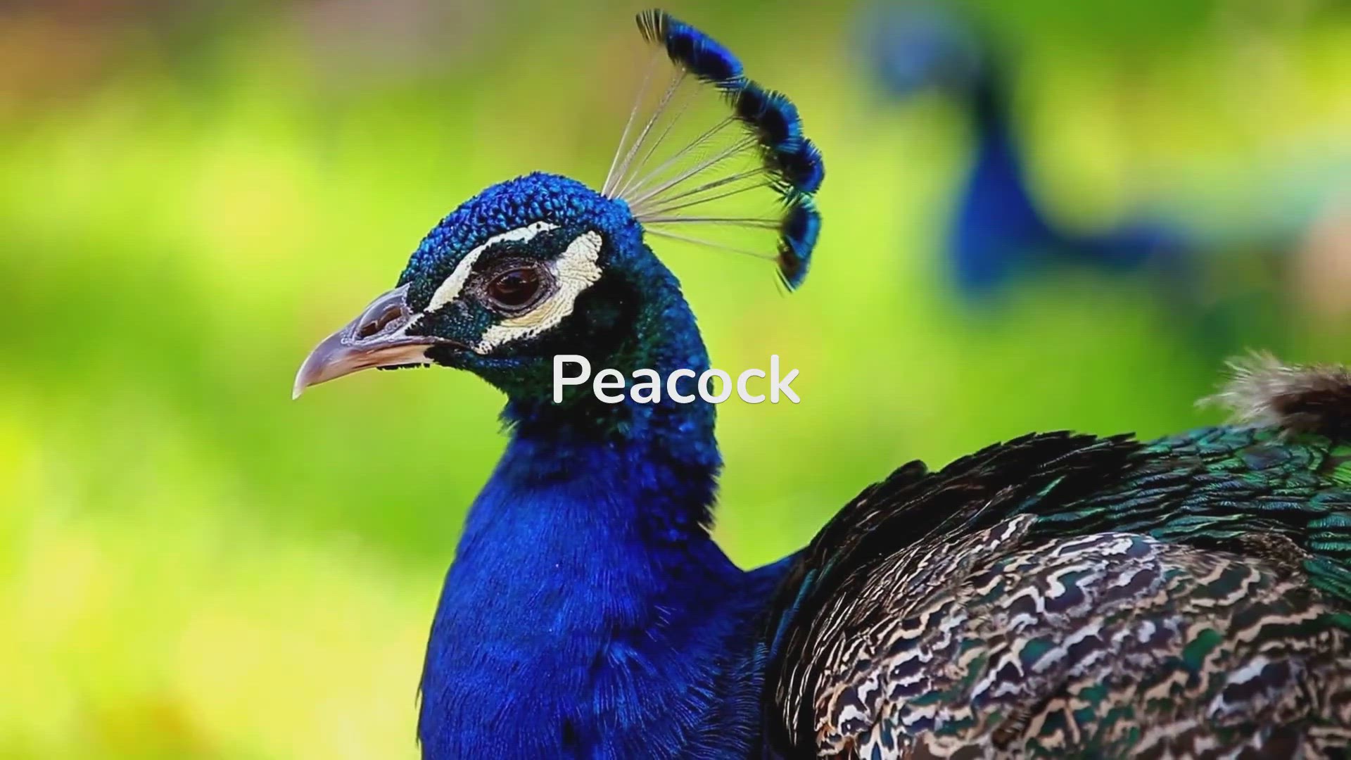 'Video thumbnail for Beauty and the Beasts: All About Peacock Behavior'