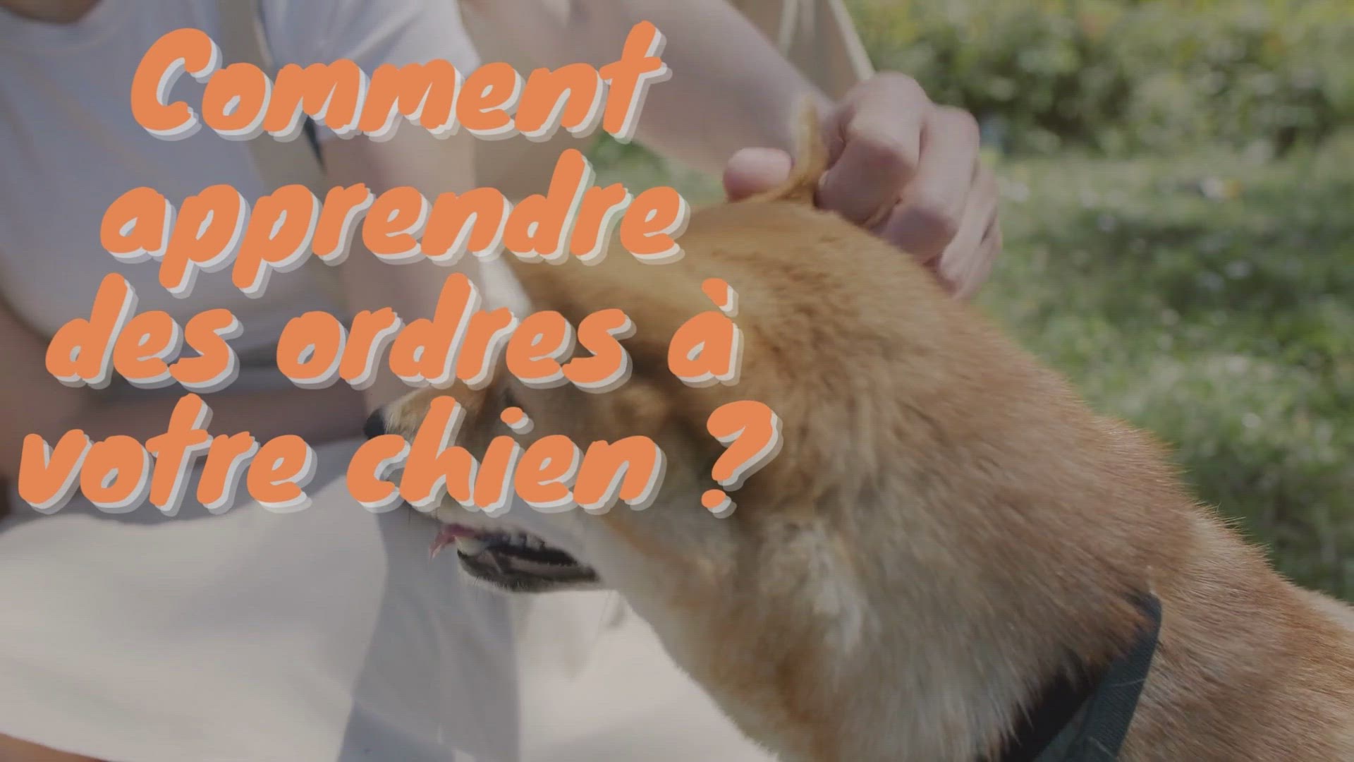 Video thumbnail for Apprendre des tours à mon chien.