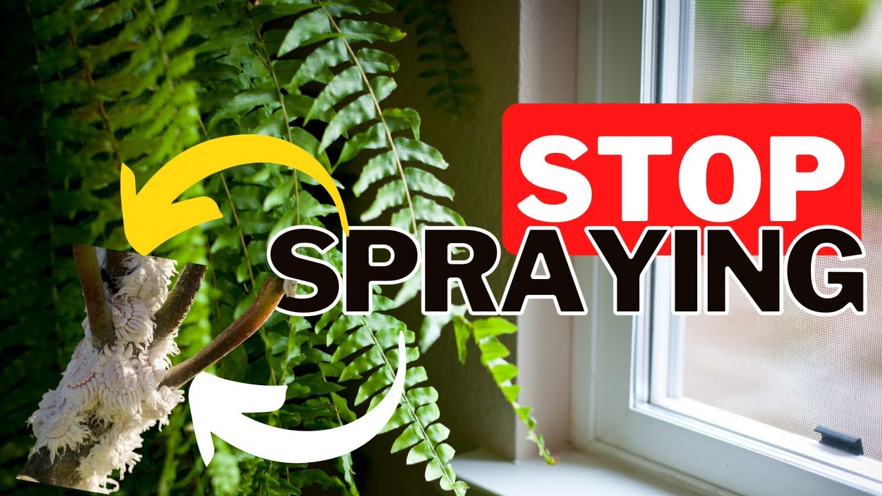 Video thumbnail for Mealybugs: The Complete Guide To Killing Mealybugs Using Science. 🧪