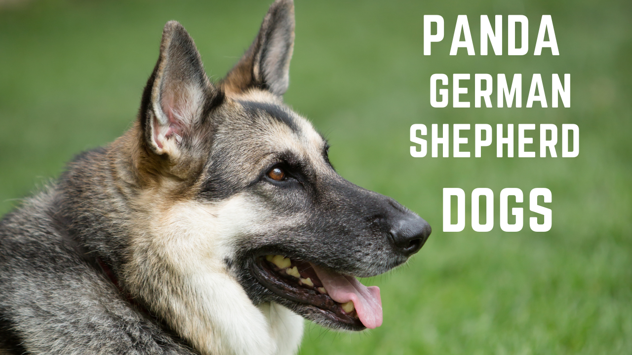 Video thumbnail for Panda German Shepherd Dogs