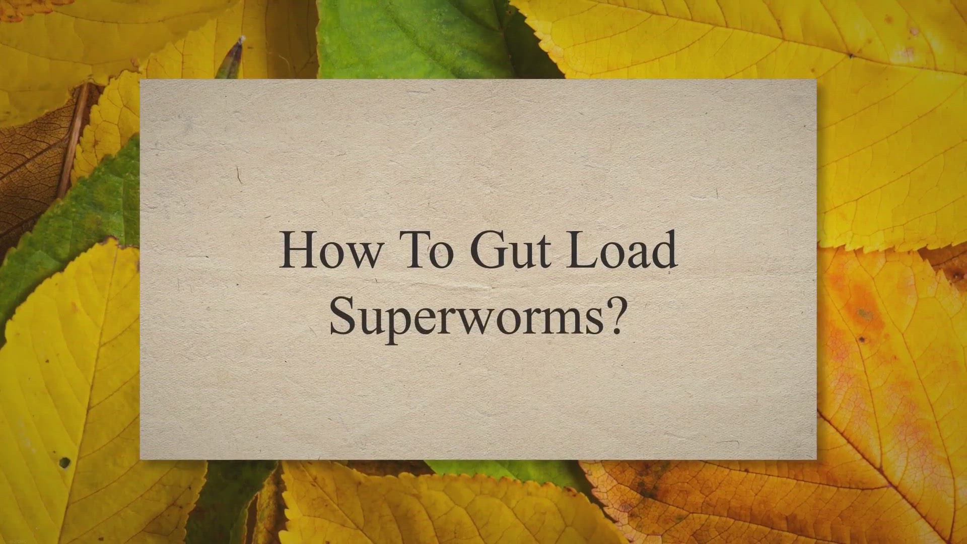 'Video thumbnail for How To Gut Load Superworms?'