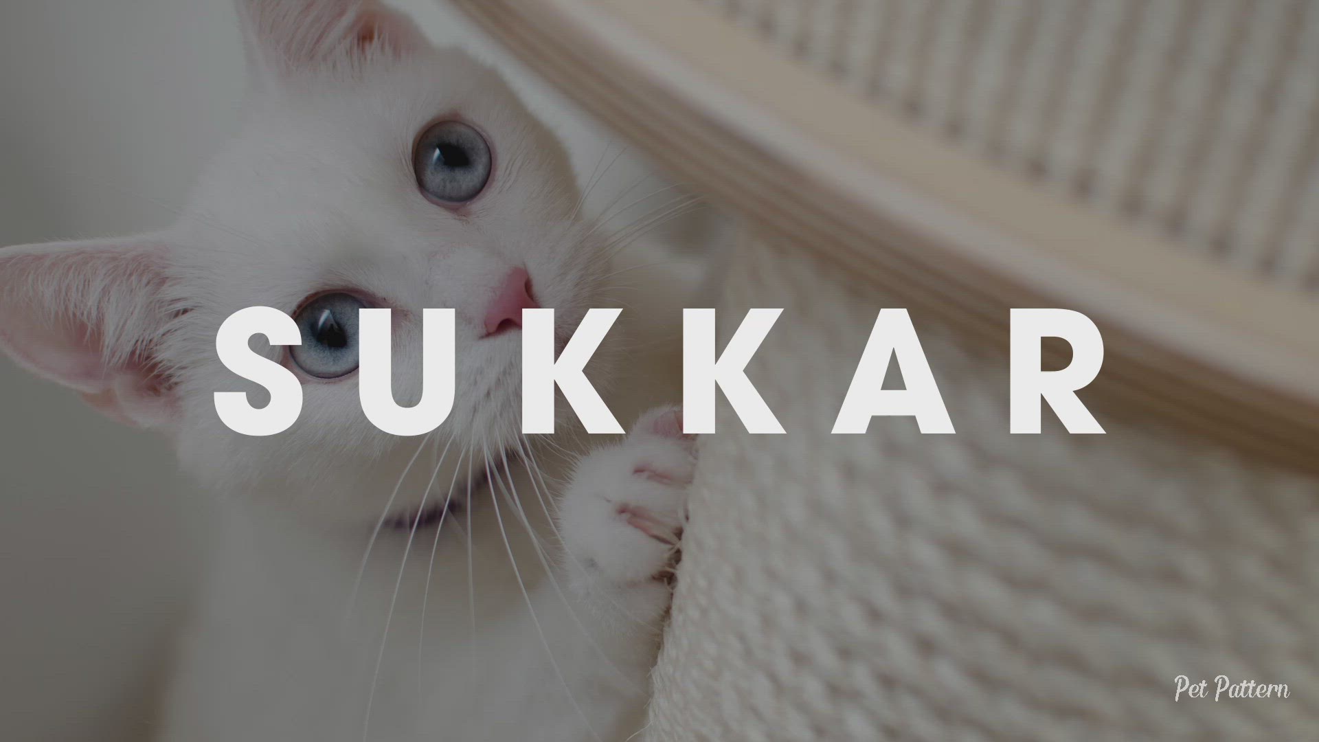 Video thumbnail for 50 CUTE ARABIC CAT NAMES