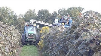 Video thumbnail for Harvesting Grape Crops In Our Region