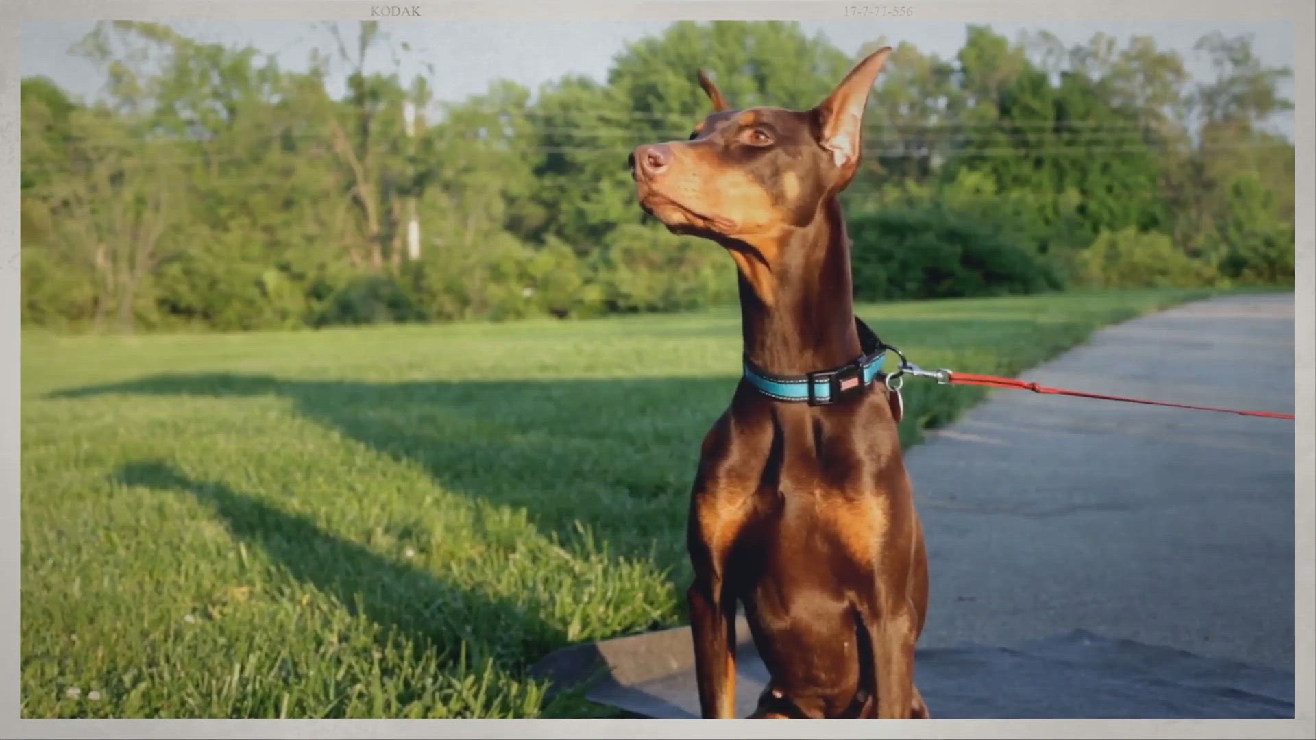 Video thumbnail for 8 Best Head Collars for Dogs Reviews and Buying Guide