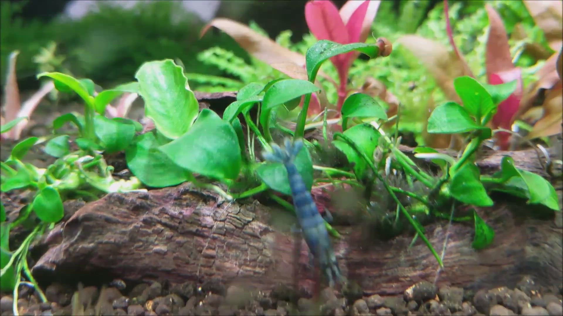 'Video thumbnail for Neocaridina Blue Dream Shrimp'