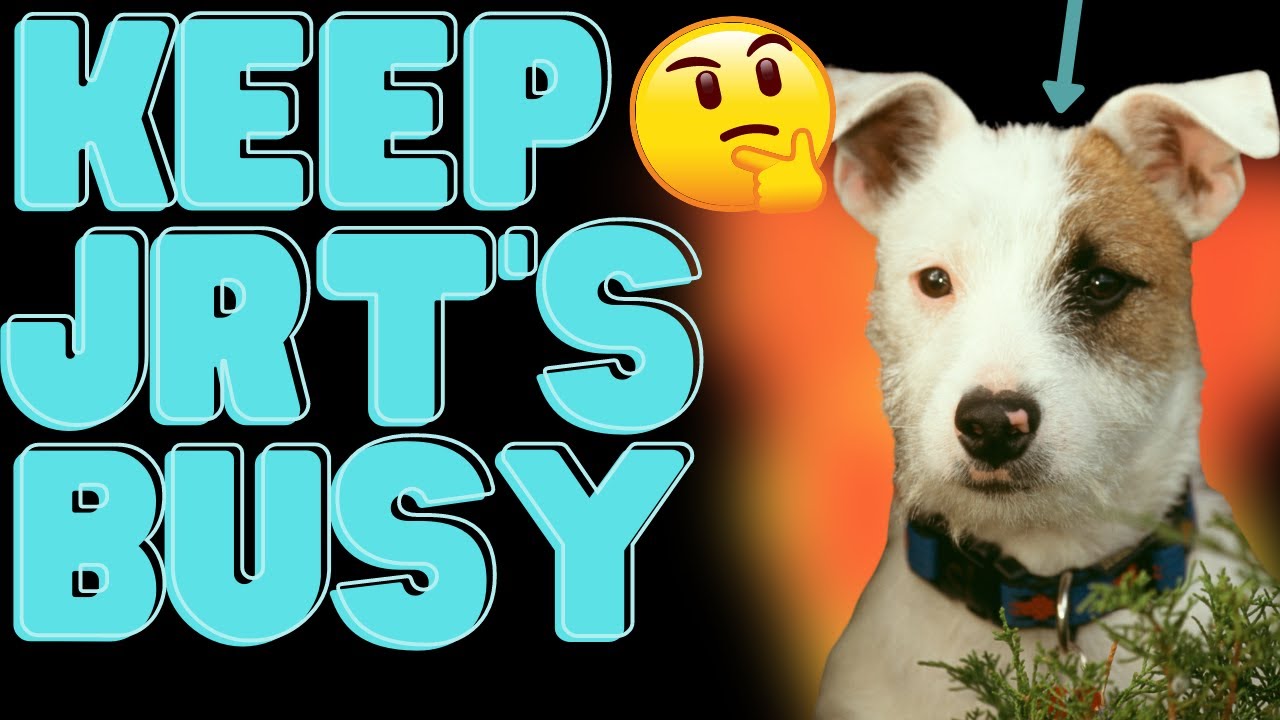 Video thumbnail for Keeping Your Jack Russell Terrier Busy 🐶 👉(+Why It's A Must)