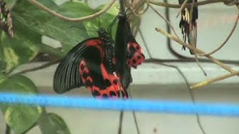 Video thumbnail for Schmetterlingsbrutstation