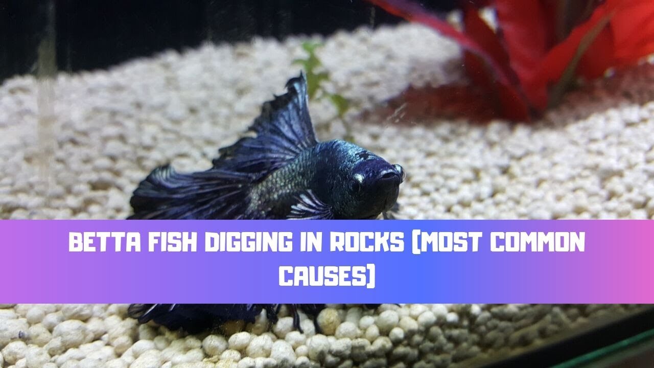 Video thumbnail for Betta Fish Digging In Rocks (Most Common Causes)