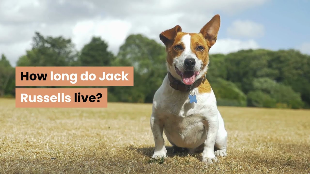 Video thumbnail for How long do Jack Russells live?
