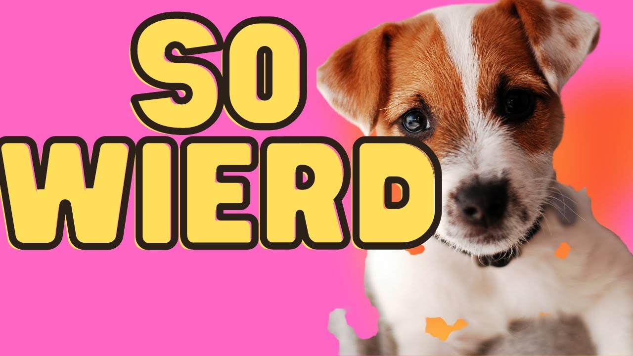 Video thumbnail for 10 Weird Things Jack Russell Terriers Do (Some May Surprise You)