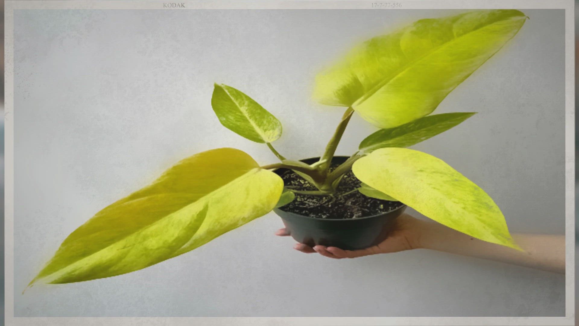 Video thumbnail for How to Grow Thriving Philodendron Goldiana Plant?