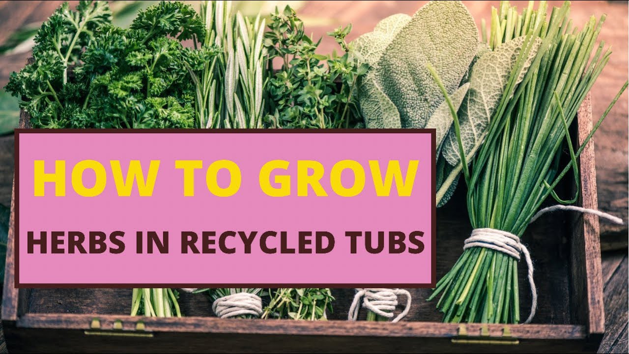 Video thumbnail for ✅ Herb Gardening Hack: Grow Fresh Herbs in Recycled Water Bottles 🌿💧♻️