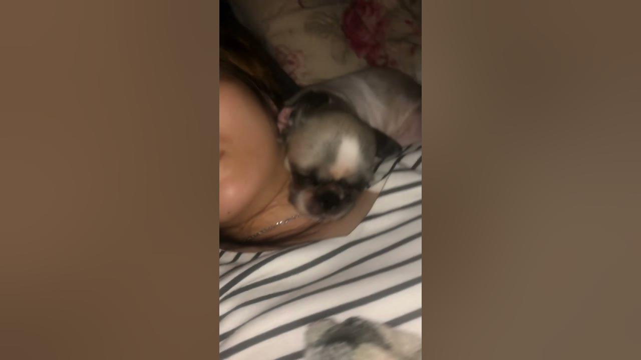 Video thumbnail for How My Shih Tzus sleeps with Us on Bed