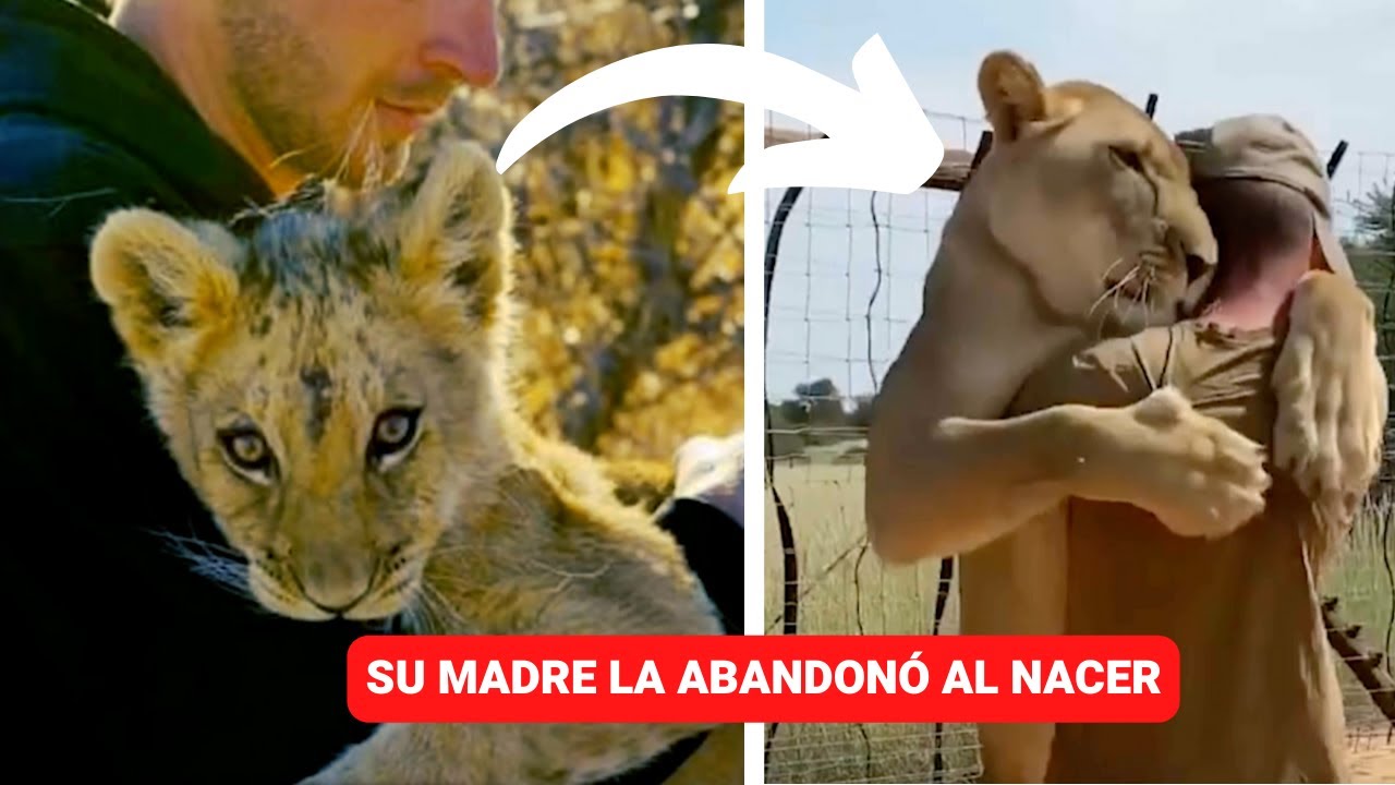 Video thumbnail for Leona es criada por humano ¡Se convierten en mejores amigos!