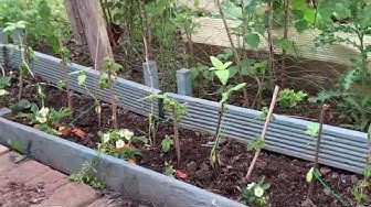 Video thumbnail for 🎥 ✅ Allotment & Garden Diary Tour 🌿✨ | The Yorkshire Gardener’s Allotment – Seasonal Progress & Updates – May 19th 2019 🌱🏡