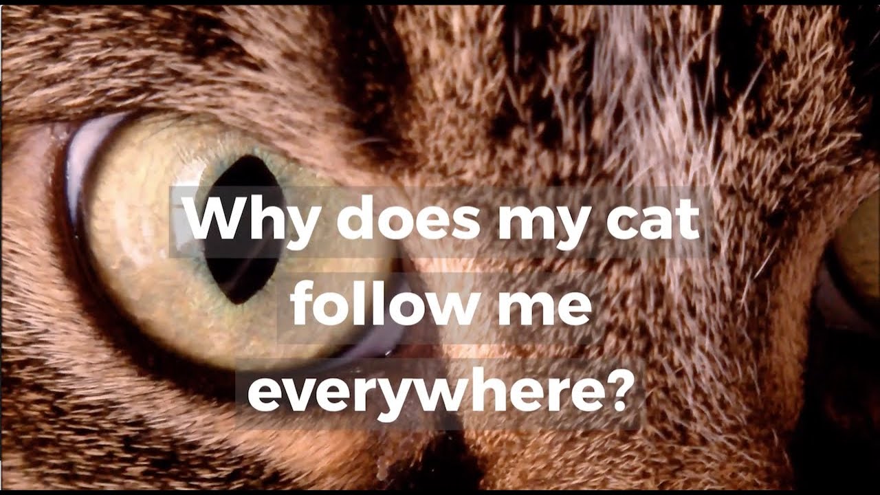 Video thumbnail for Why does my cat follow me everywhere?