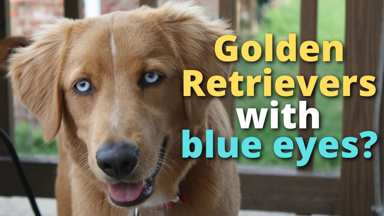 'Video thumbnail for Golden Retrievers With Blue Eyes?'