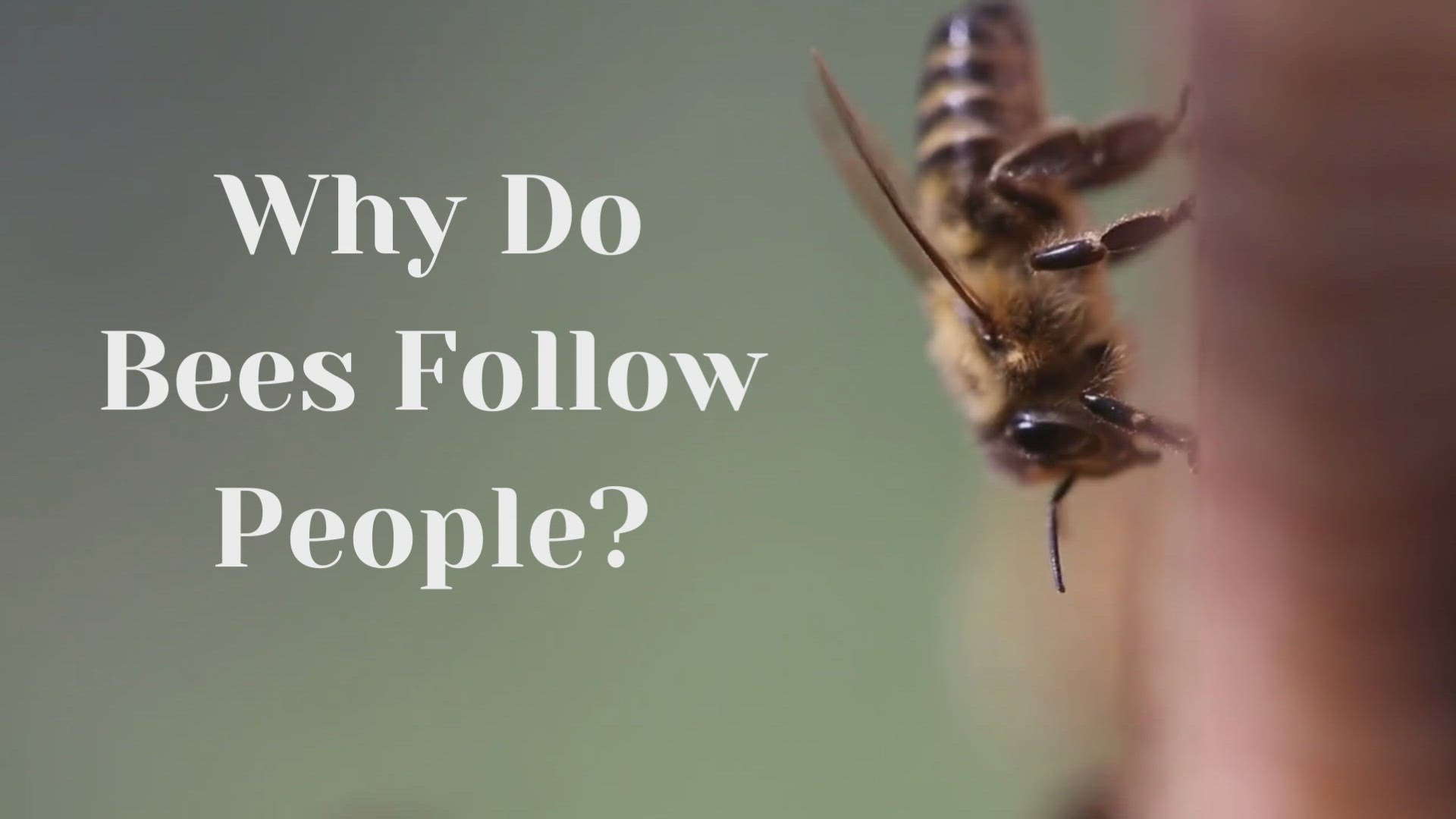Video thumbnail for Why Do Bees Follow Me