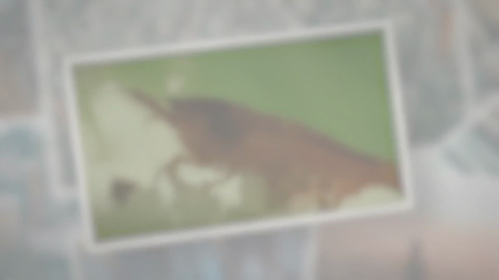 Video thumbnail for Do Cherry Shrimp Eat Their Eggs?