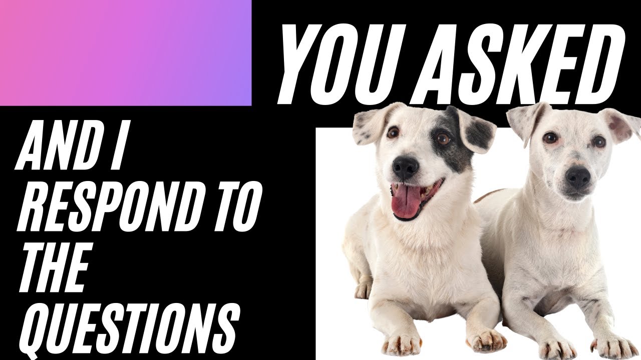 Video thumbnail for Jack Russell Terrier Frequently Asked Questions (You Asked And I Answered)