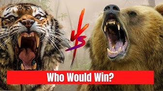 Video thumbnail for Tiger vs Grizzly Bear - Which one is the Strongest?