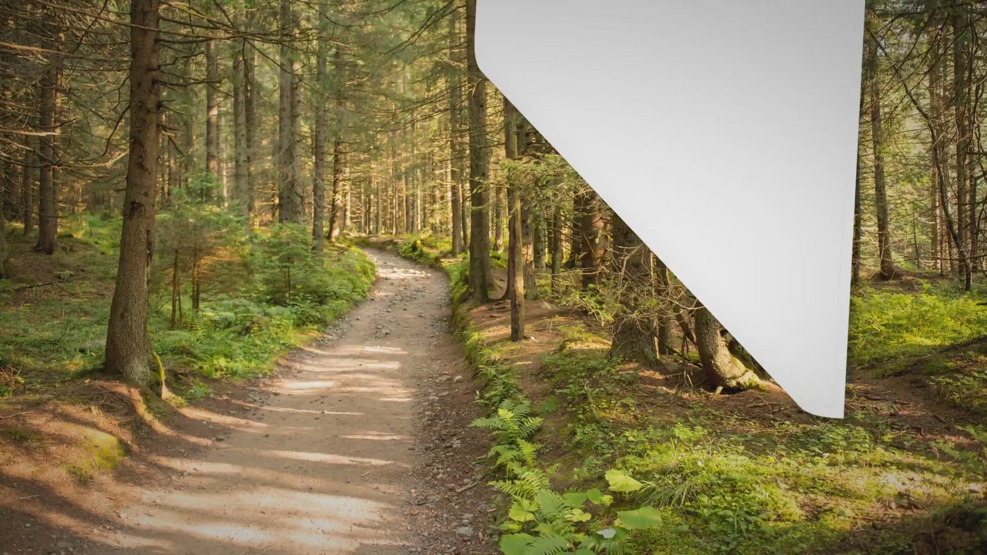 Video thumbnail for ¿Cómo saber si un Beagle es puro? - Para Beagles ✅✅