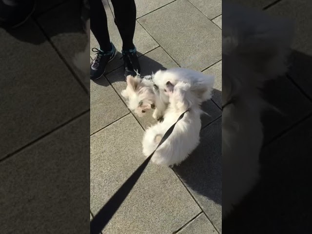 Video thumbnail for Maltese Puppies Django and Sassy meeting for a play session for the first time ever