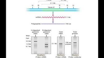 Video thumbnail for Comparison of Southern, Northern, Western and Dot blot Techniques