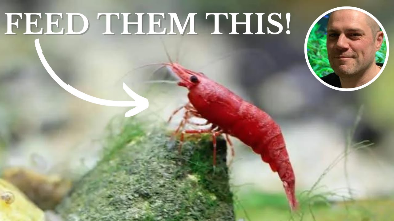Video thumbnail for What Do Red Cherry Shrimp Eat? FEEDING RED CHERRY SHRIMP THE BEST FOODS FOR COLOR, GROWTH AND EGGS!