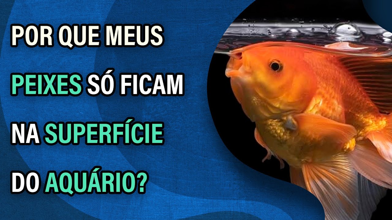 Video thumbnail for Por que meus peixes ficam na superfície do aquário?
