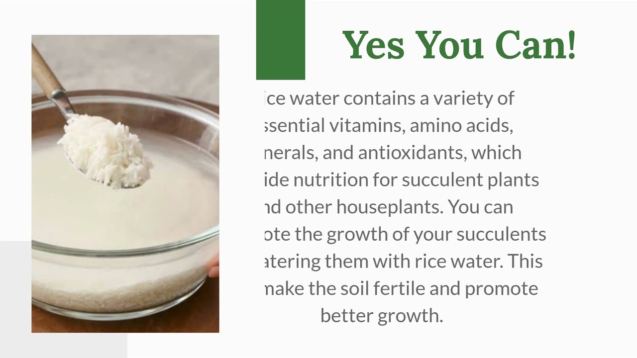 Video thumbnail for Can You Water Houseplant With Rice Water? Using Rice Water For Succulent Fertilizer (2021)