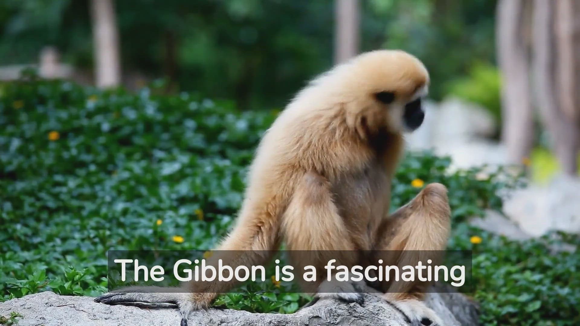 'Video thumbnail for Witness the Wild Wonders of Gibbon Behavior!'