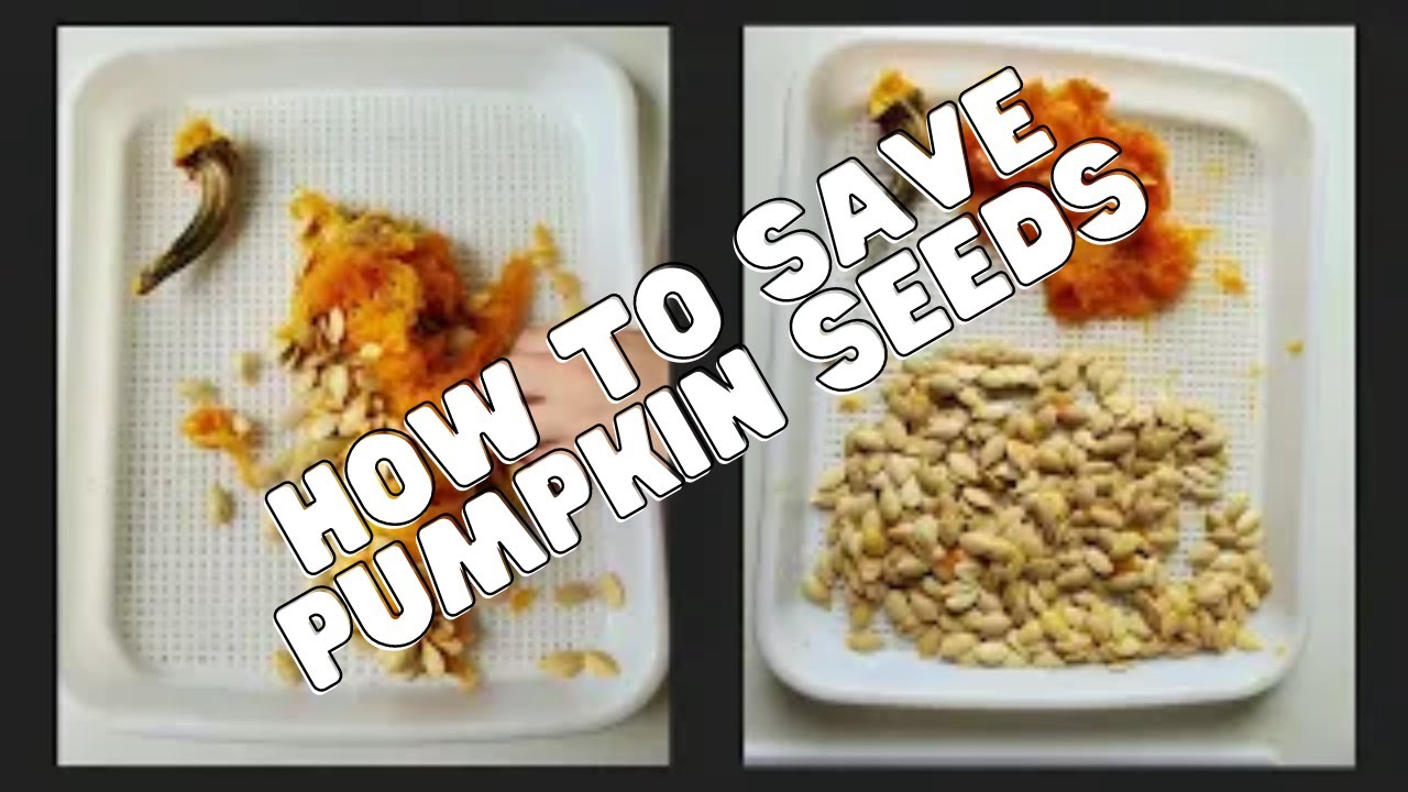 Video thumbnail for How To Save Pumpkin Seeds - Sugar Pie Pumpkin Harvest