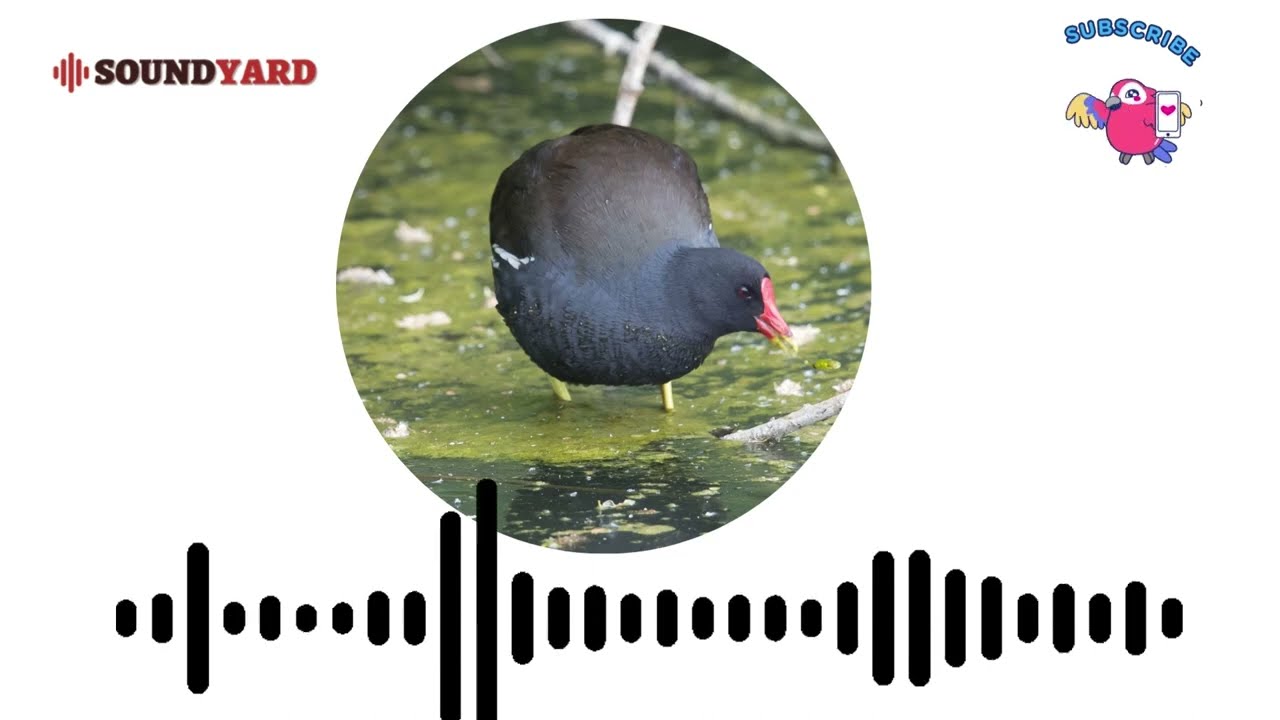 Video thumbnail for Moorhen (Swamp Hen) Bird Sound, Moorhen Bird Call and Song [Audiogram Version]