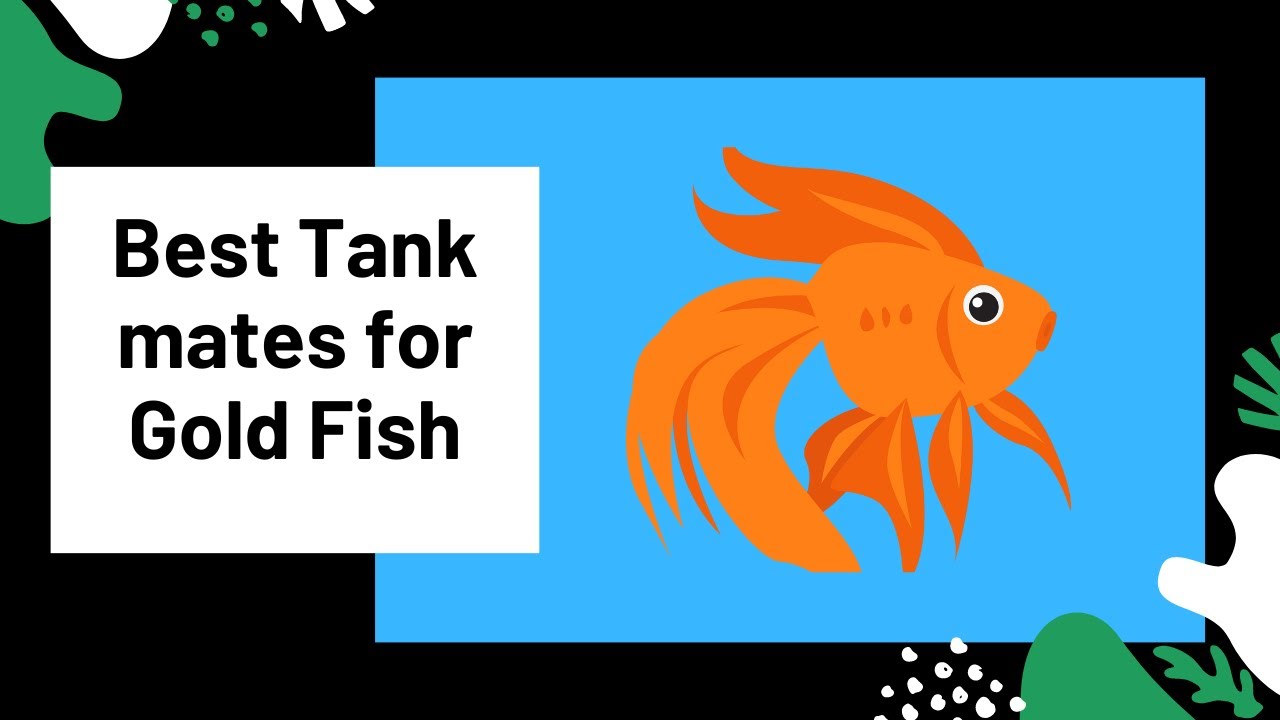 Video thumbnail for The 5 Amazing Tank mates for Gold Fish! 🐬