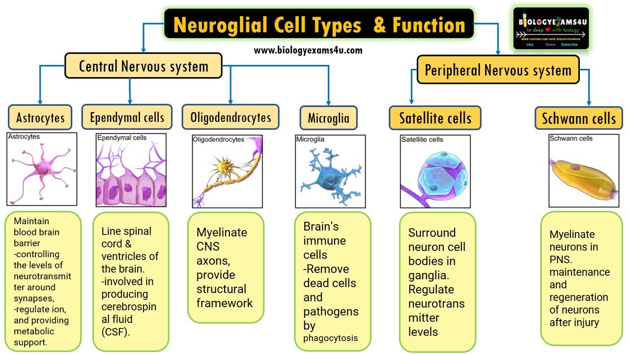 Video thumbnail for Neuroglial Cell Types by location and Basic function|| 6 Types of Glial cells and their function