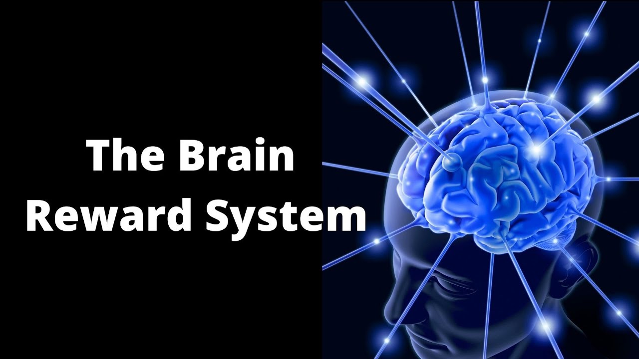 'Video thumbnail for What Is the Reward System of the Brain'