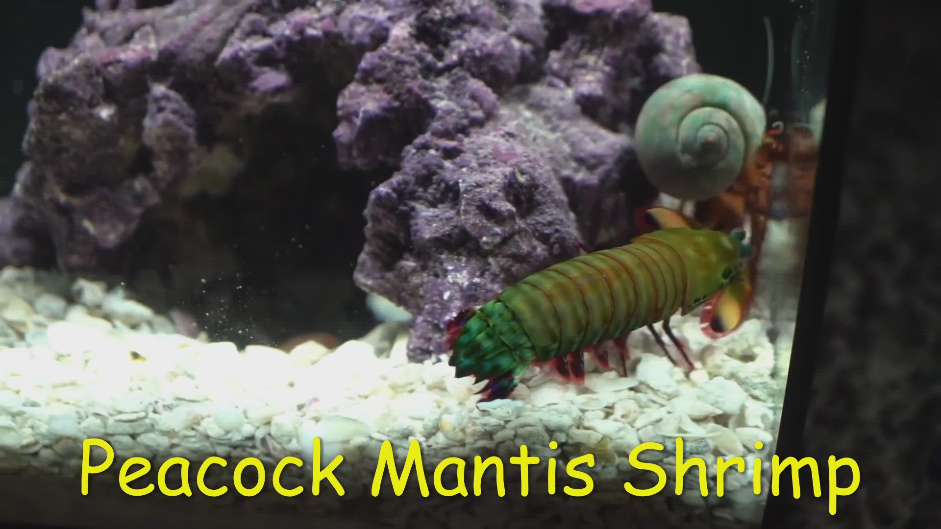 'Video thumbnail for Peacock mantis shrimp punch'