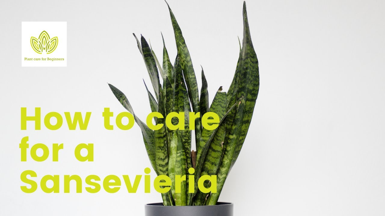 Video thumbnail for How to take care of a Sansevieria