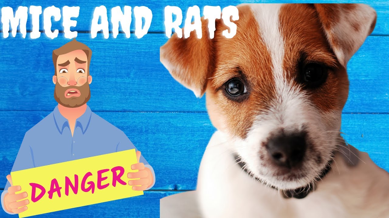 Video thumbnail for Yes, A Jack Russell Terrier Will Handle The Mice and Rats
